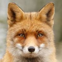 Foxiii.