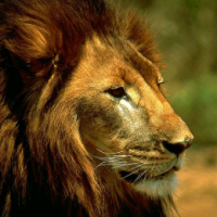 Furaha_Lion
