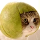 medzie