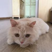 [MCG] Cuong