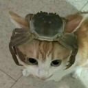 remiboop