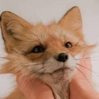 Maxufox