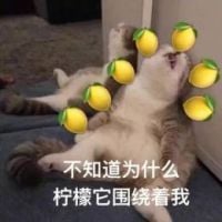 DaBaiGoose