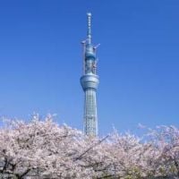 葵（ あおい ）