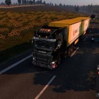 Danskfyr (AUSTRALIA)