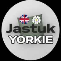 YorkiePud